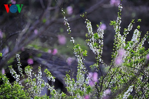 Spring has sprung on Moc Chau Plateau  - ảnh 8